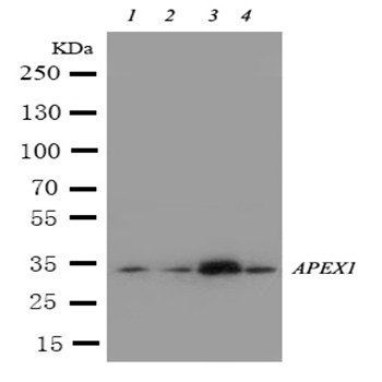 APE1/APEX1 Rabbit Polyclonal Antibody