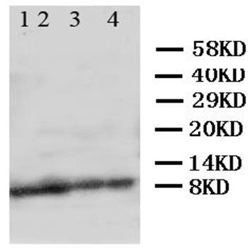 Apelin/APLN Rabbit Polyclonal Antibody