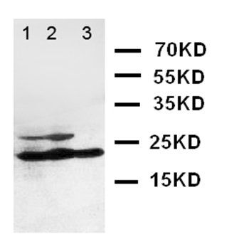 I-309/CCL1/309 Rabbit Polyclonal Antibody