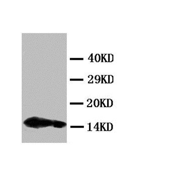 Interleukin-4 IL4 Rabbit Polyclonal Antibody
