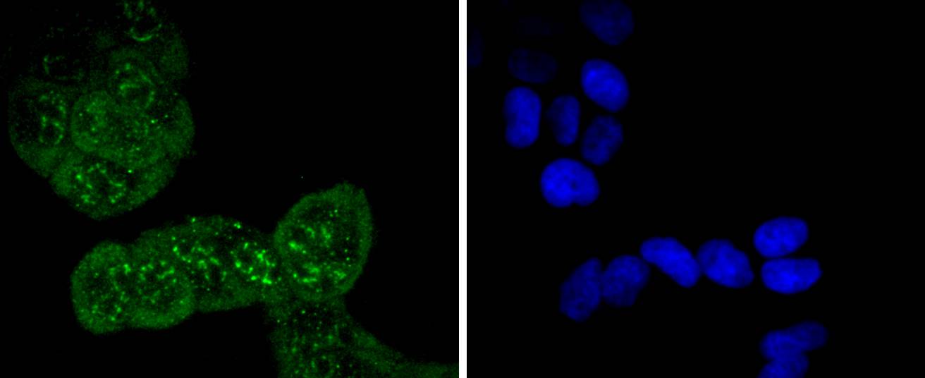 Cdc6 (Phospho-S54) Rabbit mAb Antibody