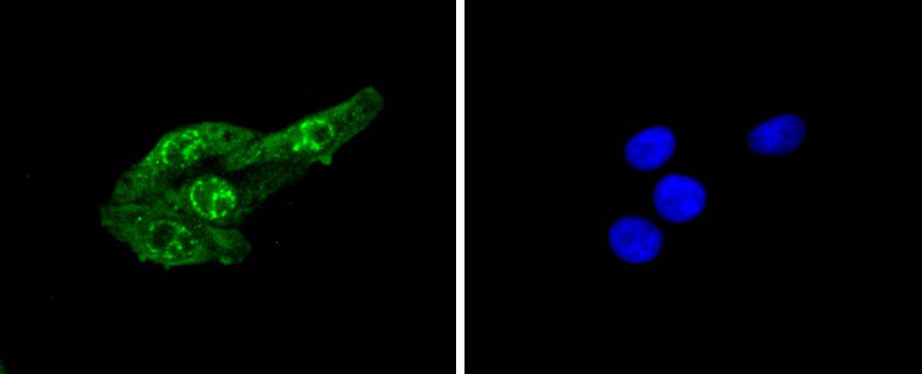 Cdc6 (Phospho-S54) Rabbit mAb Antibody