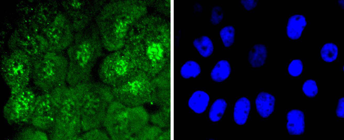 Cdc6 (Phospho-S54) Rabbit mAb Antibody