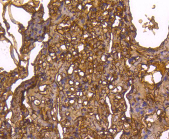Caspase Antibody
