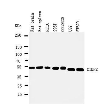 C-terminal-binding protein 2 CTBP2 Rabbit Polyclonal Antibody