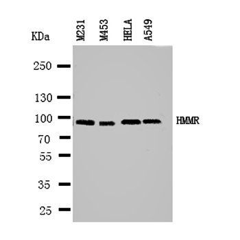 CD168/HMMR Rabbit Polyclonal Antibody