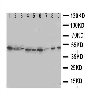 Indoleamine 2, 3-dioxygenase/IDO1 Rabbit Polyclonal Antibody