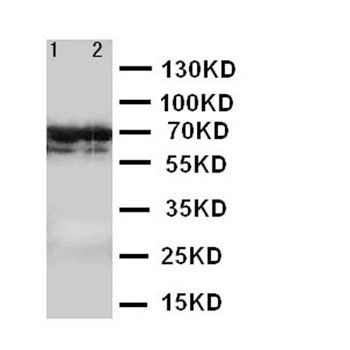 Lamin B2/LMNB2 Rabbit Polyclonal Antibody