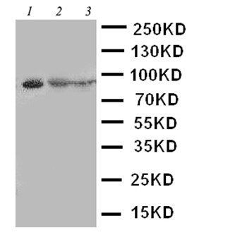 STAT4 Rabbit Polyclonal Antibody