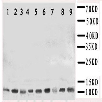 Cpn10/HSPE1 Rabbit Polyclonal Antibody