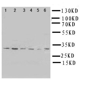 Apoptosis repressor with CARD/NOL3 Rabbit Polyclonal Antibody