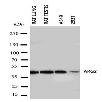 Arginase-2, mitochondrial Arg2 Rabbit Polyclonal Antibody
