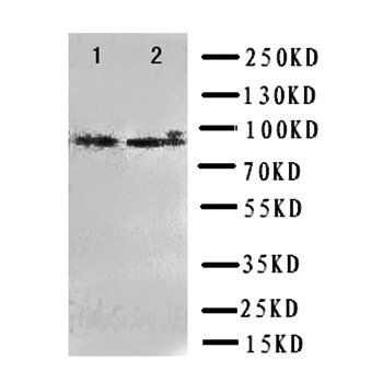 Daxx Rabbit Polyclonal Antibody