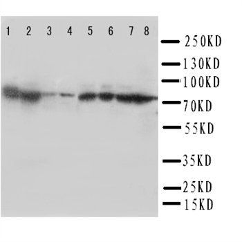 Hsc70/HSPA8 Rabbit Polyclonal Antibody