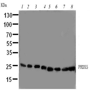 Peroxiredoxin 5/PRDX5 Rabbit Polyclonal Antibody