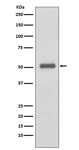 p57 Kip2 Rabbit Monoclonal Antibody