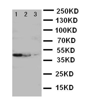 Cullin 2/CUL2 Rabbit Polyclonal Antibody
