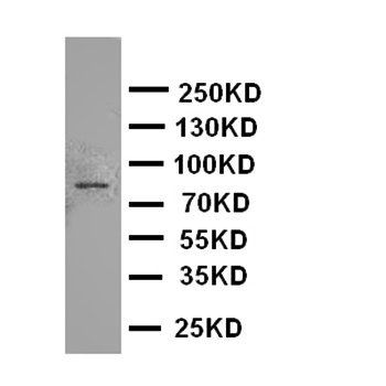 Cullin 2/CUL2 Rabbit Polyclonal Antibody