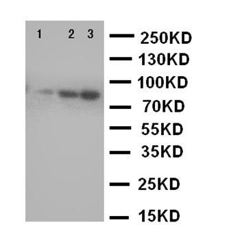 Cullin 2/CUL2 Rabbit Polyclonal Antibody