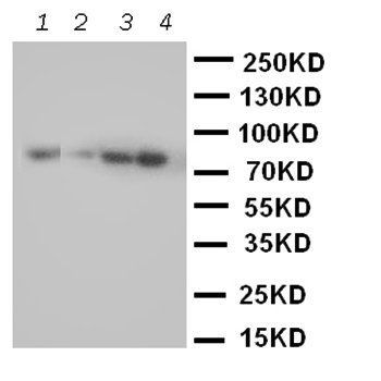 Cullin 2/CUL2 Rabbit Polyclonal Antibody