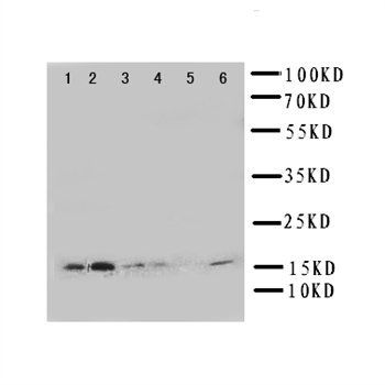 Glutaredoxin 2/GLRX2 Rabbit Polyclonal Antibody
