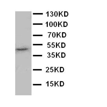 JNK1/MAPK8 Rabbit Polyclonal Antibody