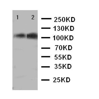 p107/RBL1 Rabbit Polyclonal Antibody