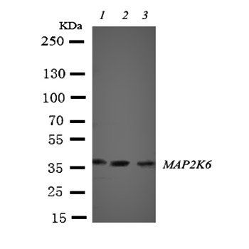 MEK6/MAP2K6 Rabbit Polyclonal Antibody