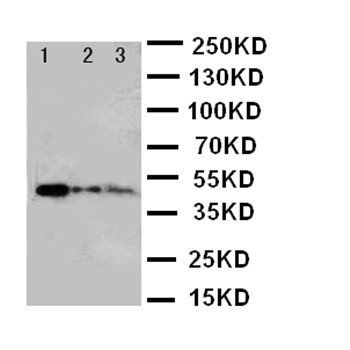 B MyB/MYBL2 Rabbit Polyclonal Antibody