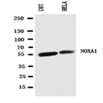 NOXA1 Rabbit Polyclonal Antibody
