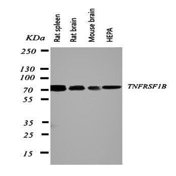 TNF Receptor II/TNFRSF1B Rabbit Polyclonal Antibody