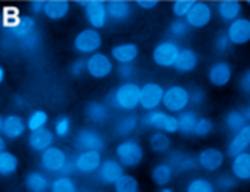hMSRB2 Antibody