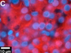 hMSRB2 Antibody