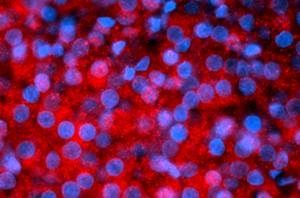 hMSRB3 Antibody