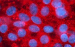 hMSRB1 Antibody