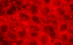 hMSRB1 Antibody