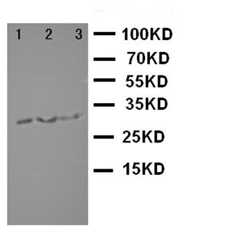 survivin/BIRC5 Rabbit Polyclonal Antibody