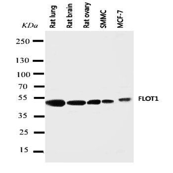 Flotillin 1/FLOT1 Rabbit Polyclonal Antibody