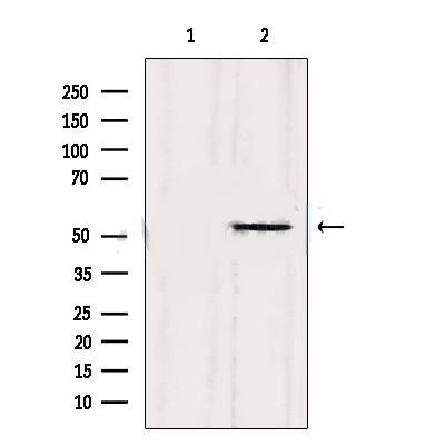 p53 Antibody