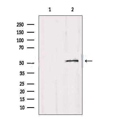 p53 Antibody