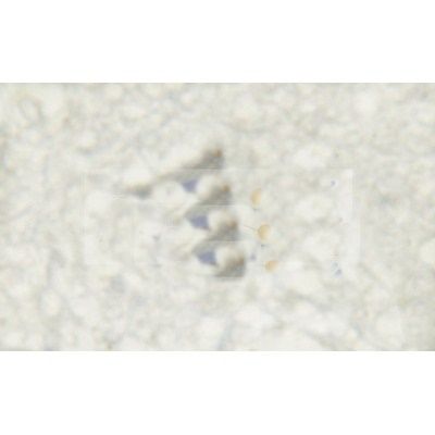 NMDAR1 Antibody