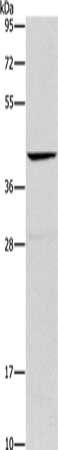 ORM2 Antibody