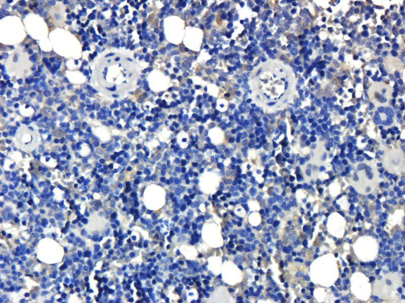 Osteocalcin Rabbit Polyclonal Antibody