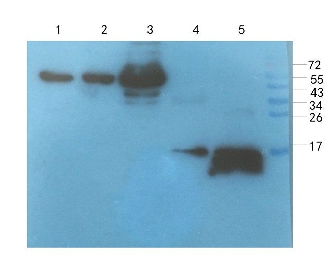Osteocalcin Rabbit Polyclonal Antibody