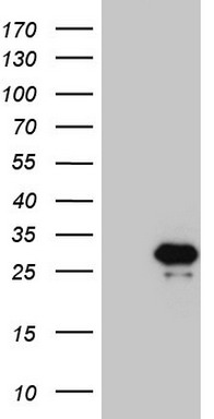 Osteopontin Antibody