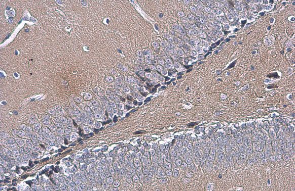 OTUB1 Rabbit Polyclonal Antibody