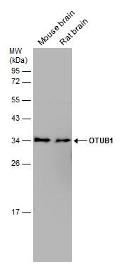 OTUB1 Rabbit Polyclonal Antibody