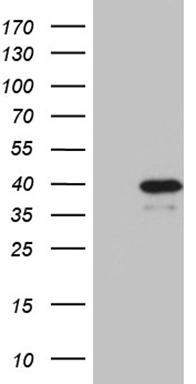 P Glycoprotein Antibody