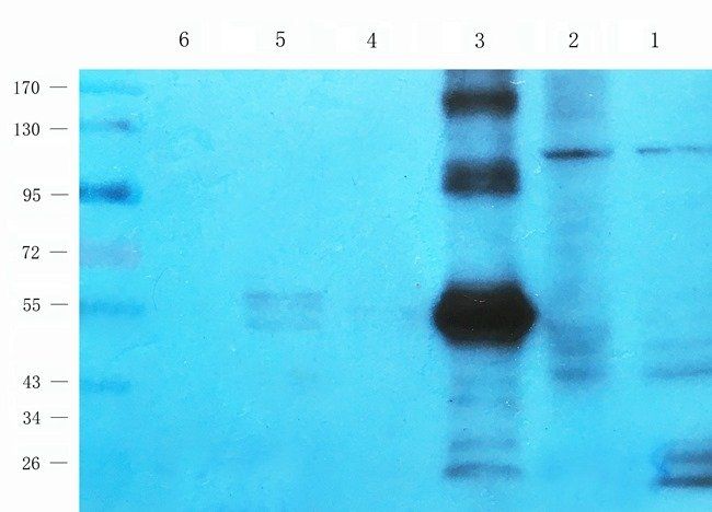 p-Selectin Rabbit Polyclonal Antibody