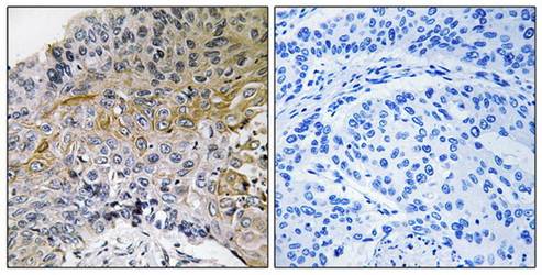 p130 Cas (Ab-410) Antibody